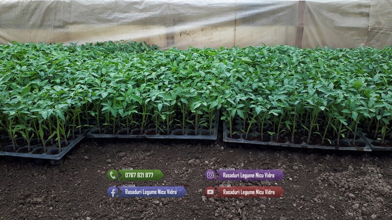 Rasaduri legume de vanzare 2026: rasad de rosii, ardei, vinete, altele