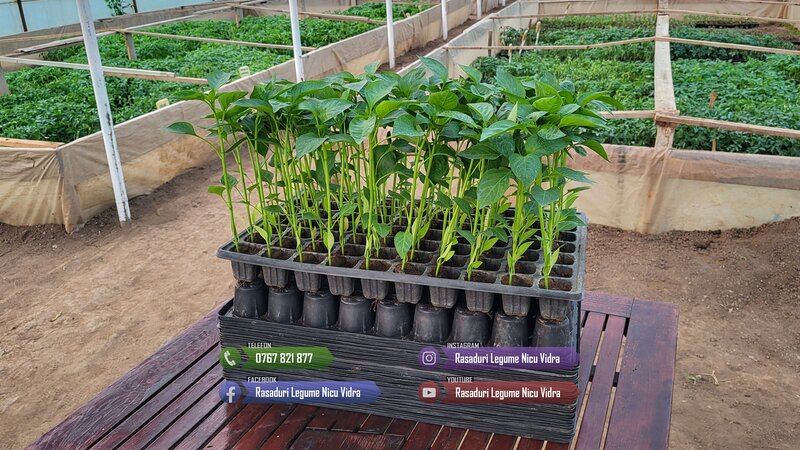 Rasaduri legume de vanzare 2026: rasad de rosii, ardei, vinete, altele