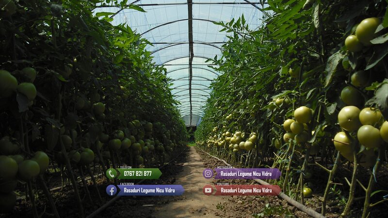 Rasaduri legume de vanzare 2026: rasad de rosii, ardei, vinete, altele