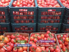 Rasaduri legume de vanzare 2026: rasad de rosii, ardei, vinete, altele