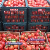 Rasaduri legume de vanzare 2026: rasad de rosii, ardei, vinete, altele